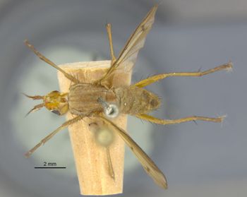 Media type: image;   Entomology 13221 Aspect: habitus dorsal view